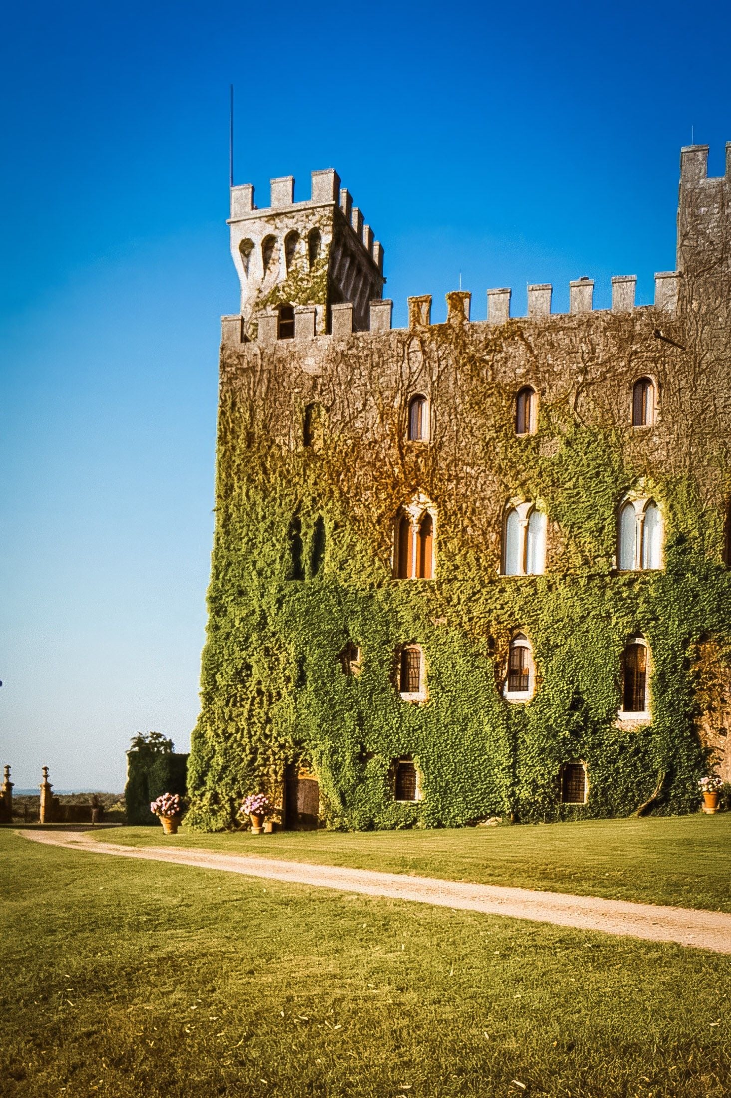 A historic castle covered in ivy, featuring large windows and a tower against a clear blue sky.