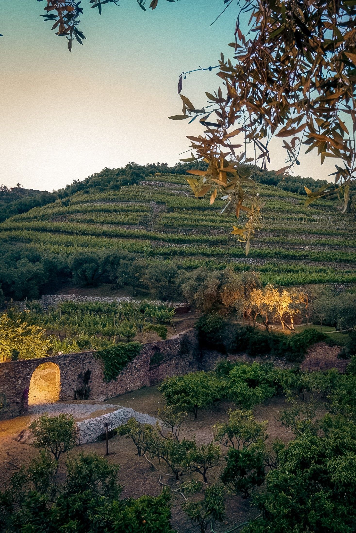 Sunset over terraced vineyards, with olive trees and a stone archway, creating a serene rural landscape.